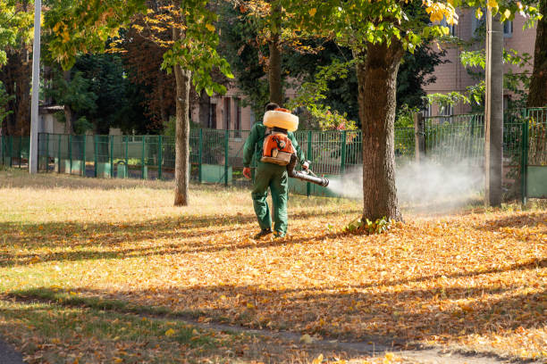Best Termite Control Services  in West Alexandria, OH