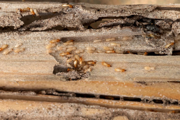 Best Cockroach Control Services  in West Alexandria, OH