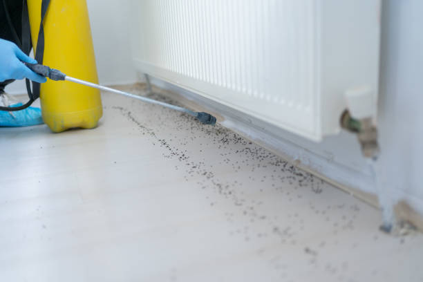 Insect Control in West Alexandria, OH